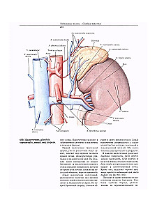Atlas of Human Anatomy. Volume Two
