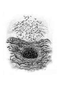 Songs of the Bats