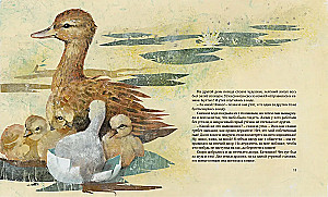 The Ugly Duckling