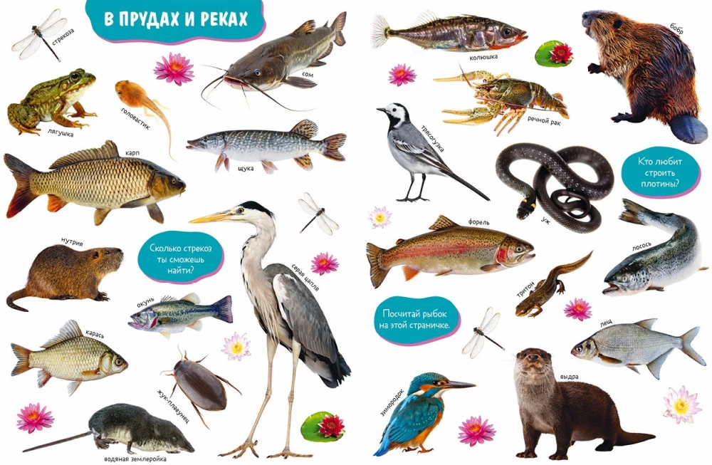Baby's First Books. Big Photo Book of Animals