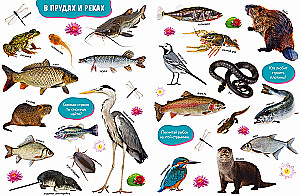 Baby's First Books. Big Photo Book of Animals