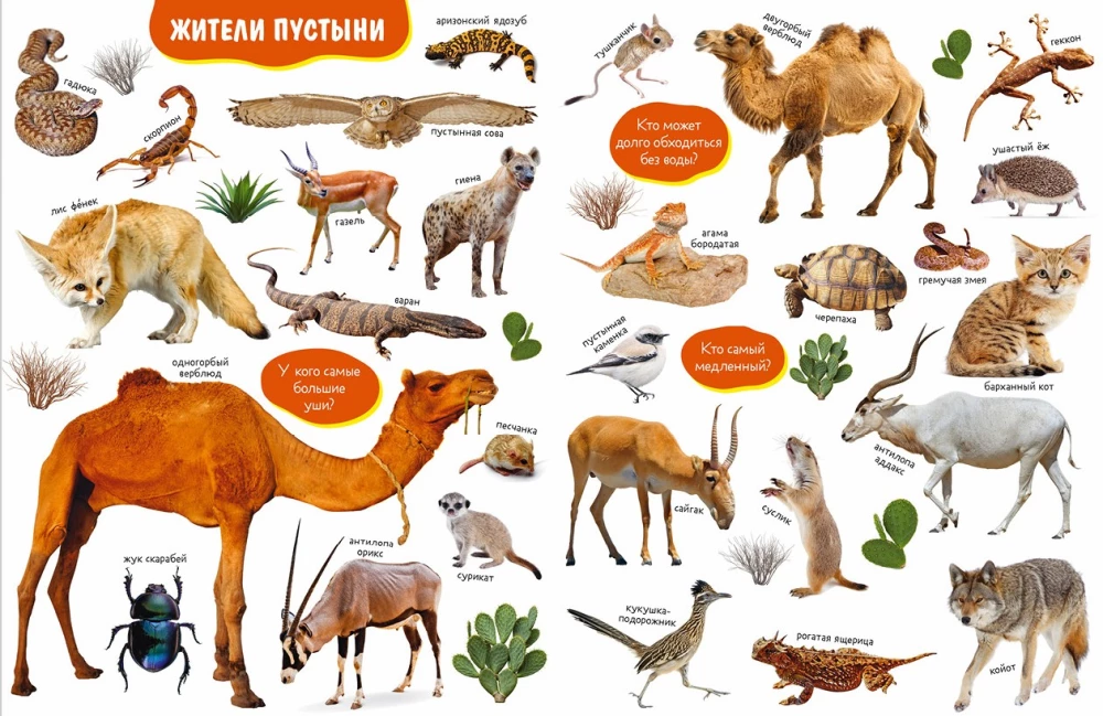 Baby's First Books. Big Photo Book of Animals