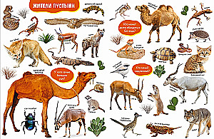 Baby's First Books. Big Photo Book of Animals