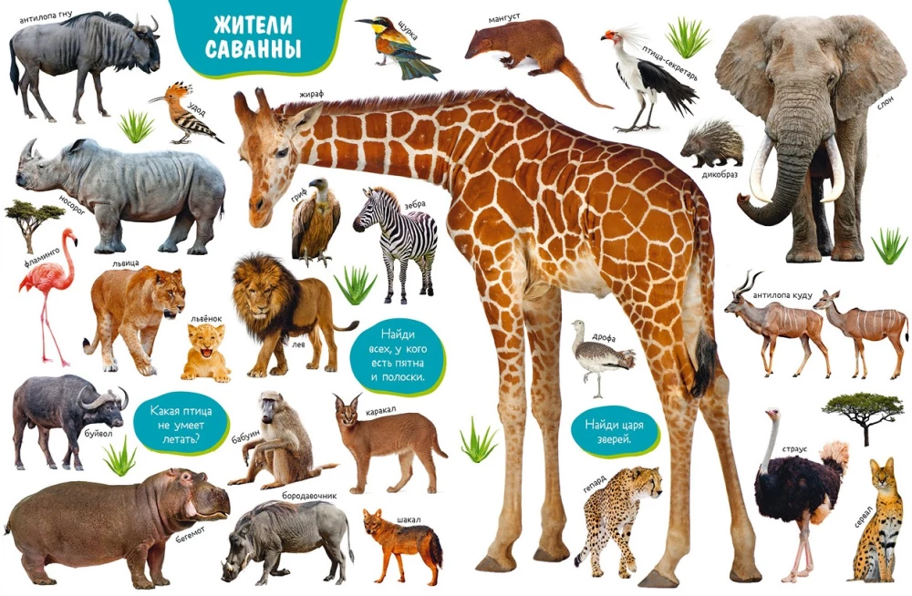Baby's First Books. Big Photo Book of Animals
