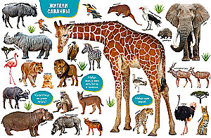 Baby's First Books. Big Photo Book of Animals