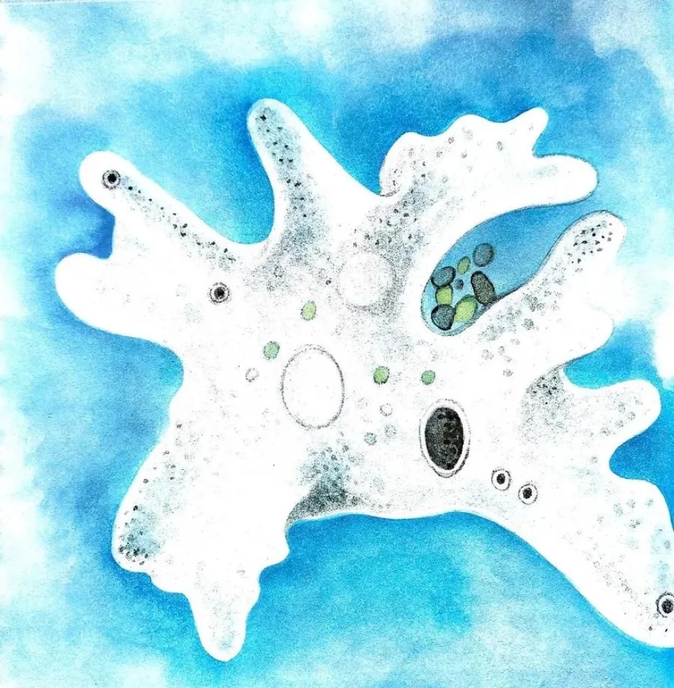 The Amazing Zooplankton