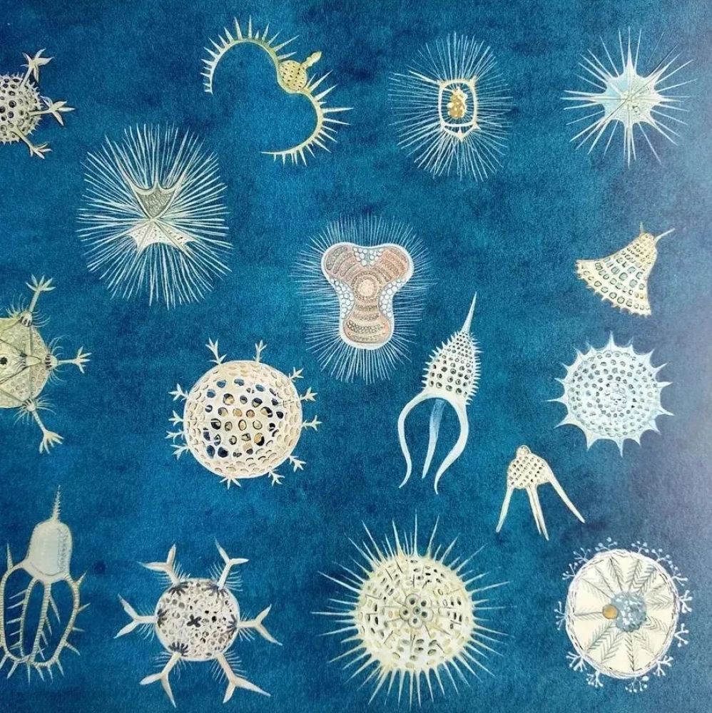 The Amazing Zooplankton