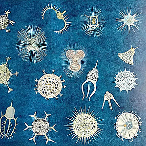 The Amazing Zooplankton