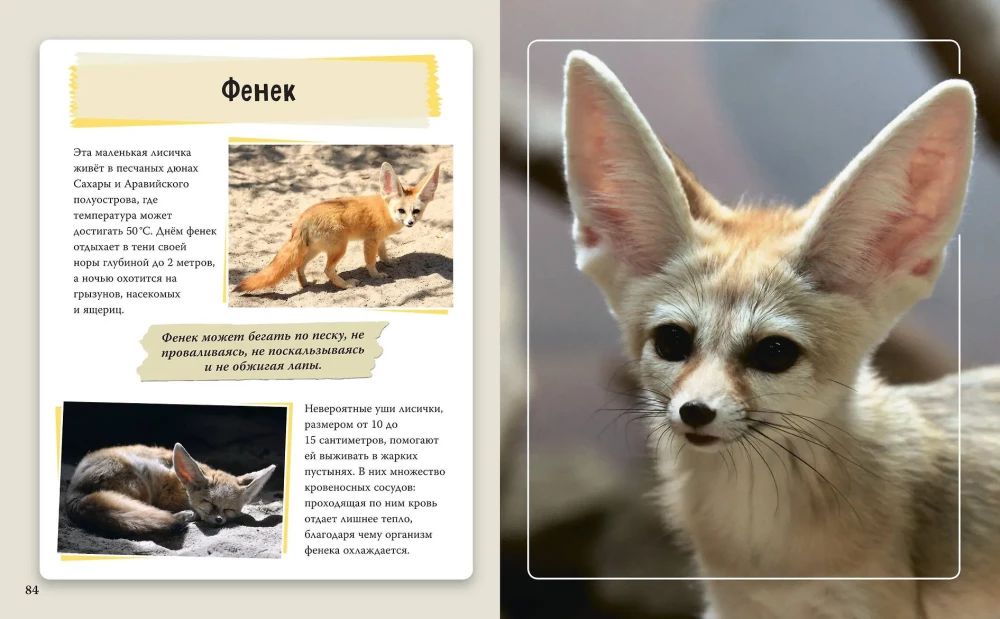 Amazing Animals of Our Planet