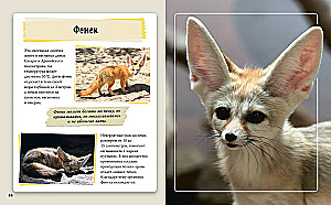 Amazing Animals of Our Planet