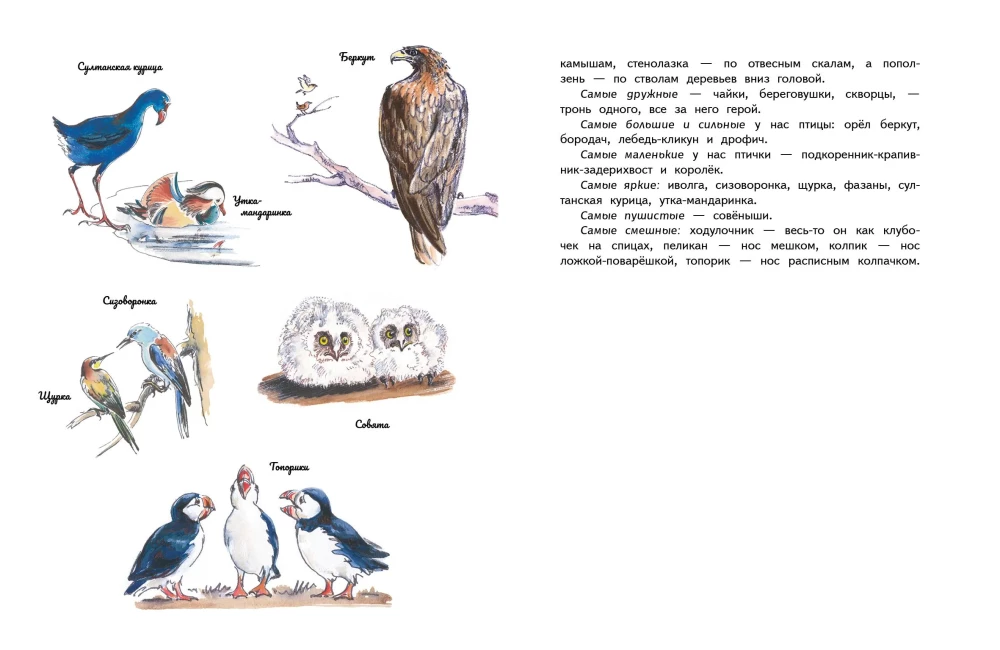 Unsere Vögel