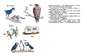 Unsere Vögel