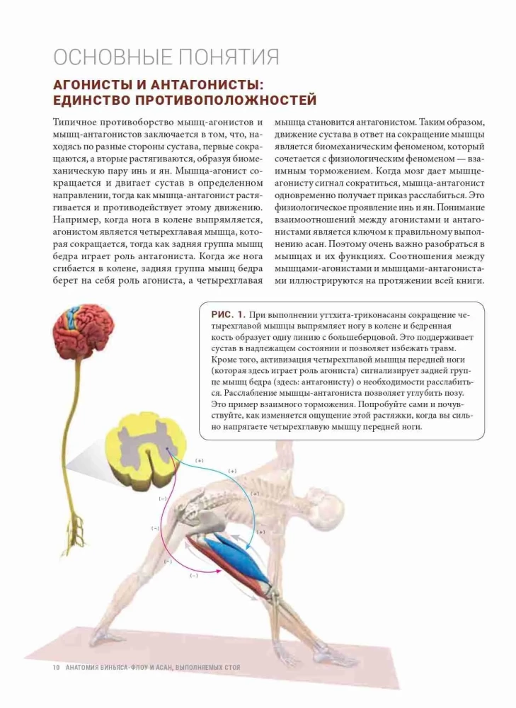 Anatomie von Vinyasa-Flow und Asanas im Stehen