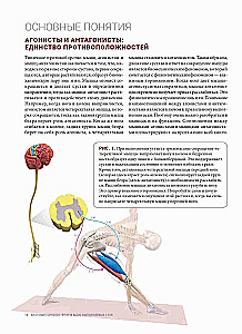 Anatomie von Vinyasa-Flow und Asanas im Stehen