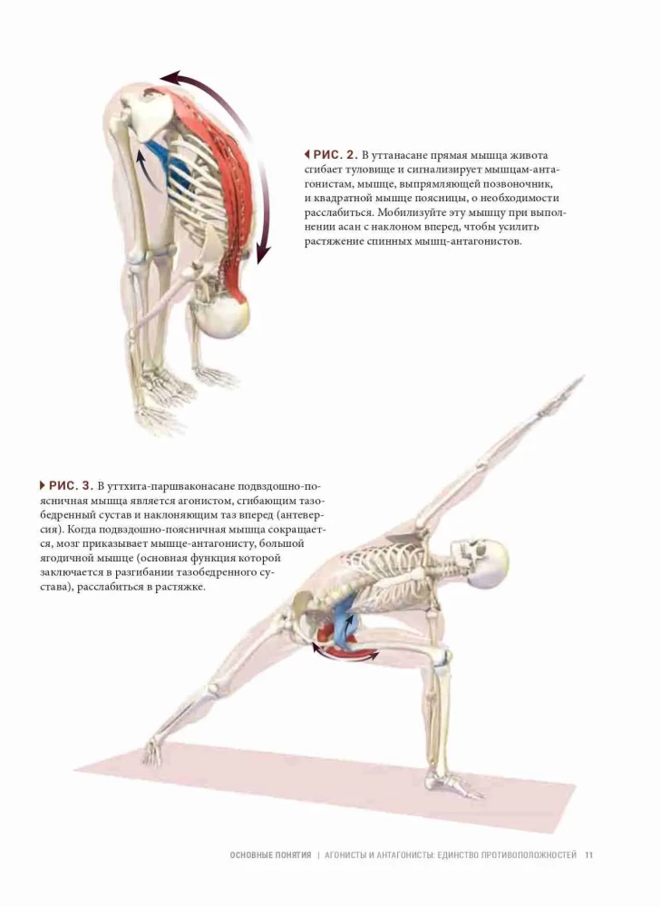 Anatomie von Vinyasa-Flow und Asanas im Stehen