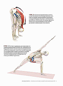 Anatomie von Vinyasa-Flow und Asanas im Stehen