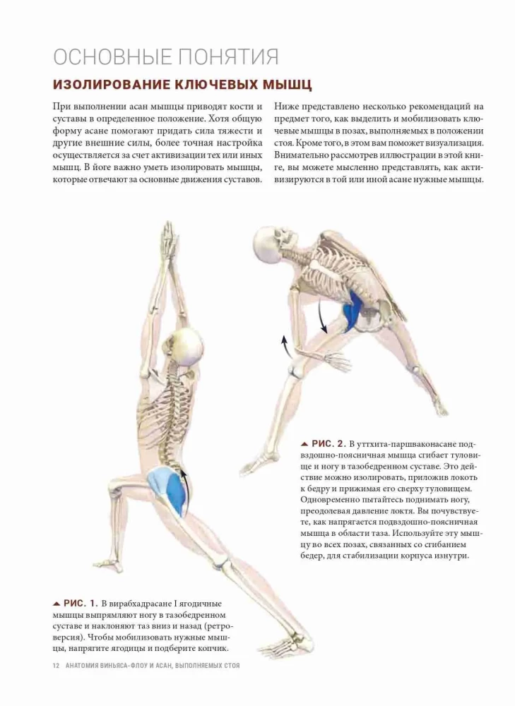 Anatomie von Vinyasa-Flow und Asanas im Stehen