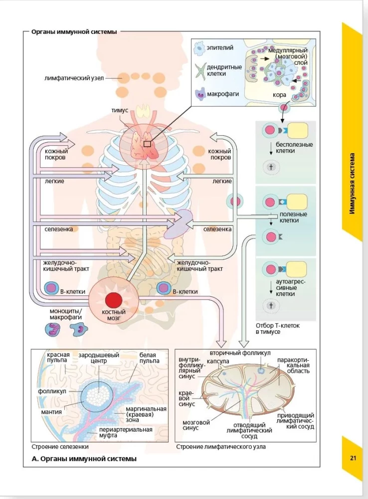 Visual Allergology