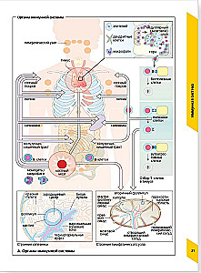 Visual Allergology