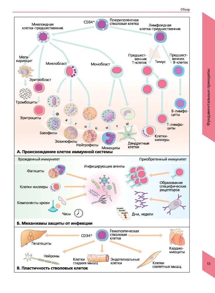 Visual Immunology