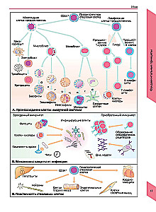 Visual Immunology