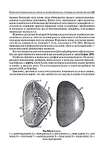 Human Anatomy: A Textbook