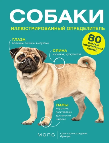 Dogs. 80 Most Popular Breeds. Illustrated Guide