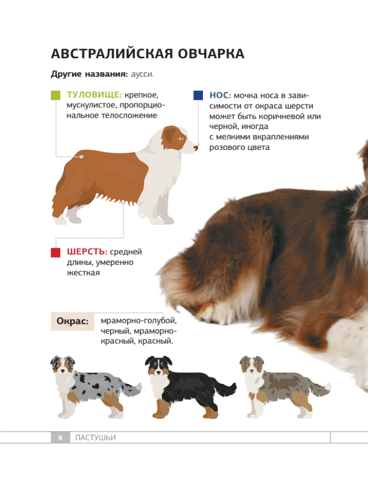 Dogs. 80 Most Popular Breeds. Illustrated Guide