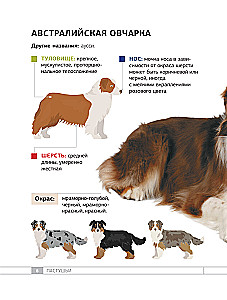 Dogs. 80 Most Popular Breeds. Illustrated Guide