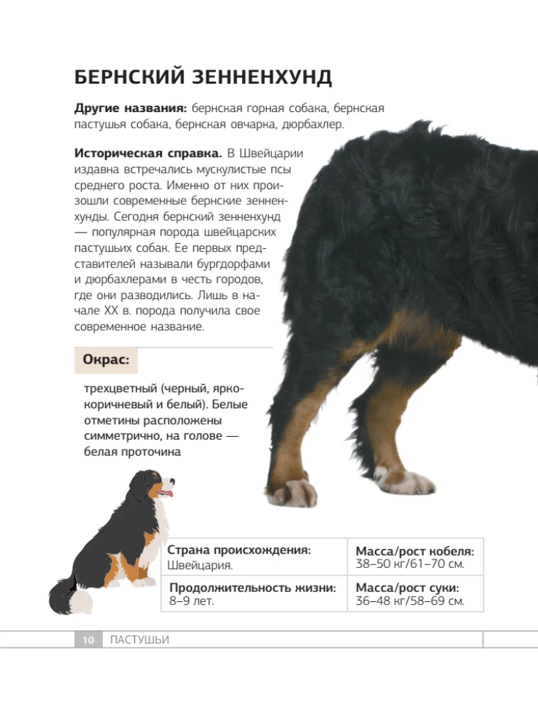 Dogs. 80 Most Popular Breeds. Illustrated Guide