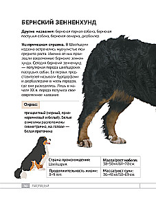 Dogs. 80 Most Popular Breeds. Illustrated Guide