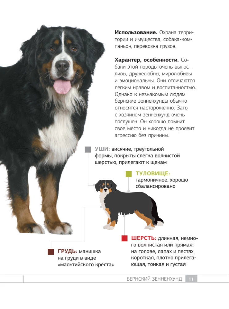 Dogs. 80 Most Popular Breeds. Illustrated Guide