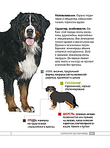 Dogs. 80 Most Popular Breeds. Illustrated Guide
