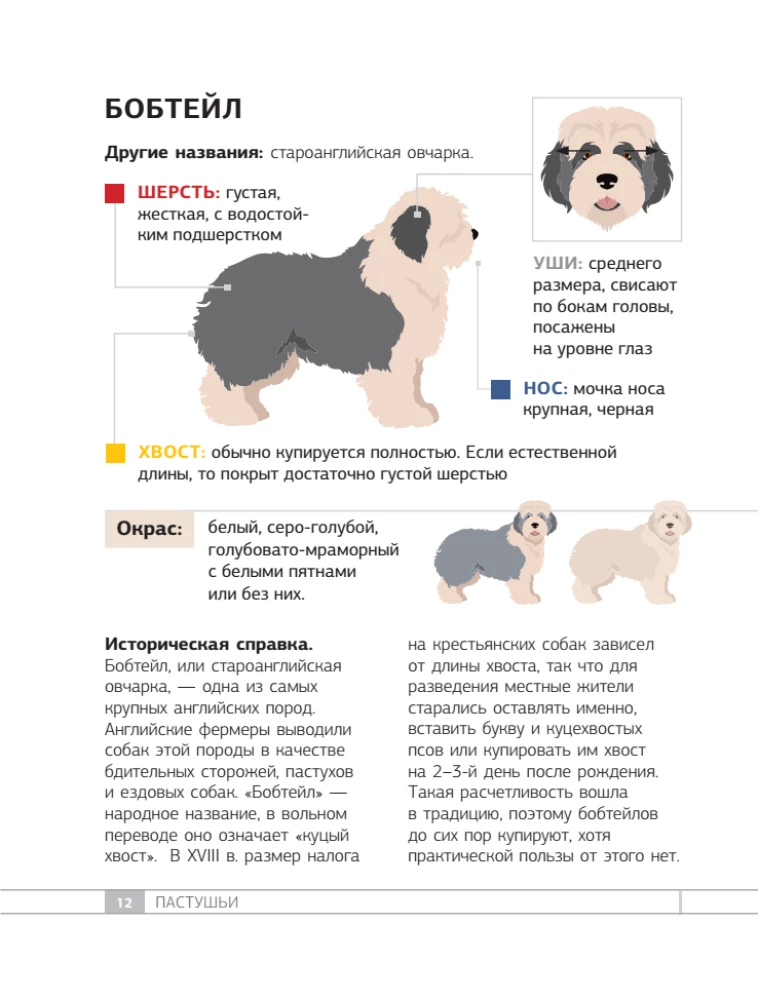 Dogs. 80 Most Popular Breeds. Illustrated Guide