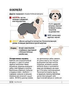 Dogs. 80 Most Popular Breeds. Illustrated Guide