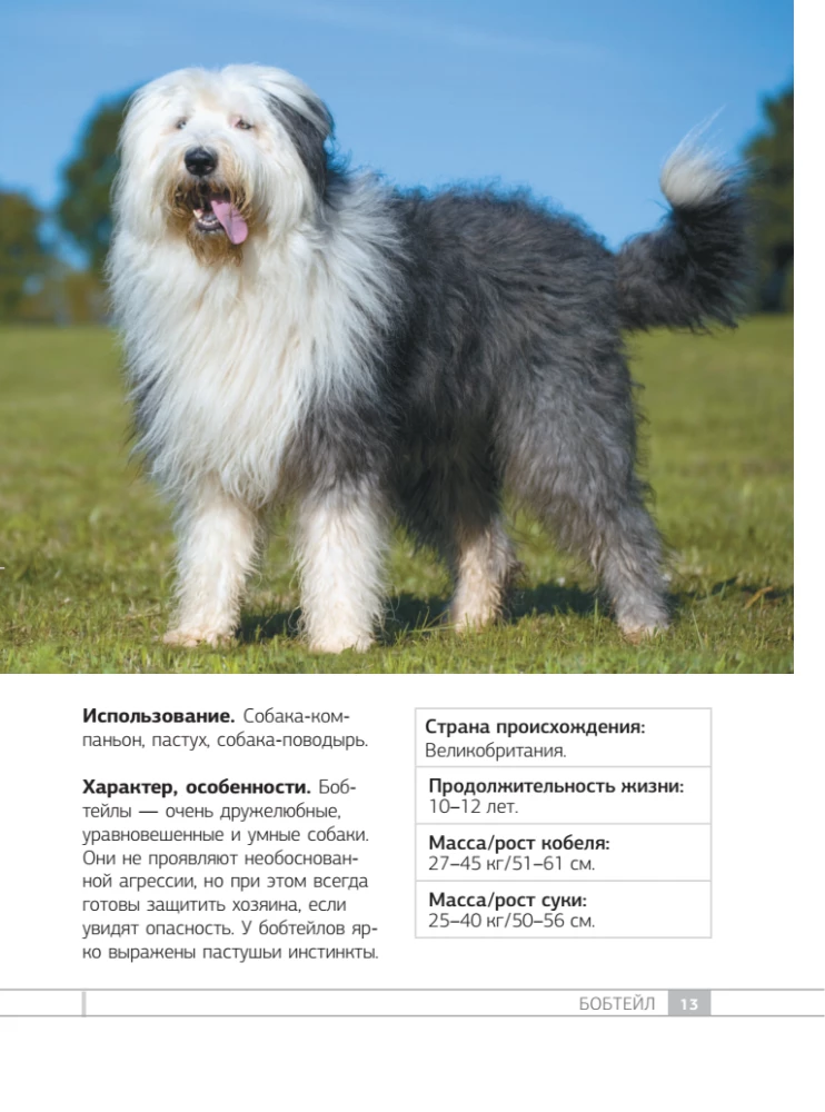 Dogs. 80 Most Popular Breeds. Illustrated Guide