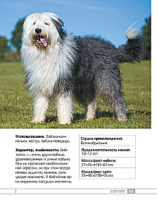 Dogs. 80 Most Popular Breeds. Illustrated Guide