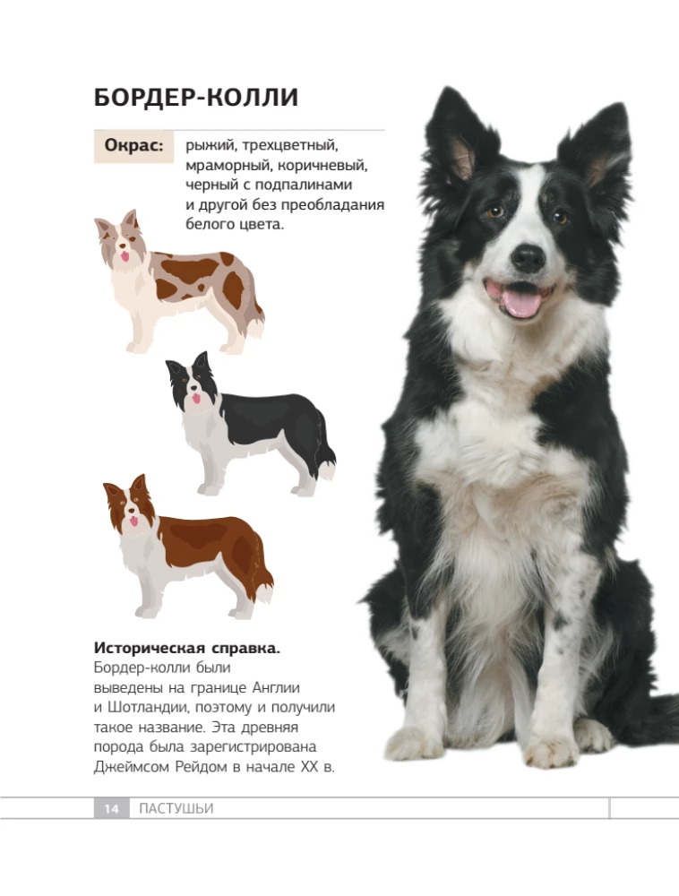 Dogs. 80 Most Popular Breeds. Illustrated Guide