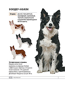 Dogs. 80 Most Popular Breeds. Illustrated Guide