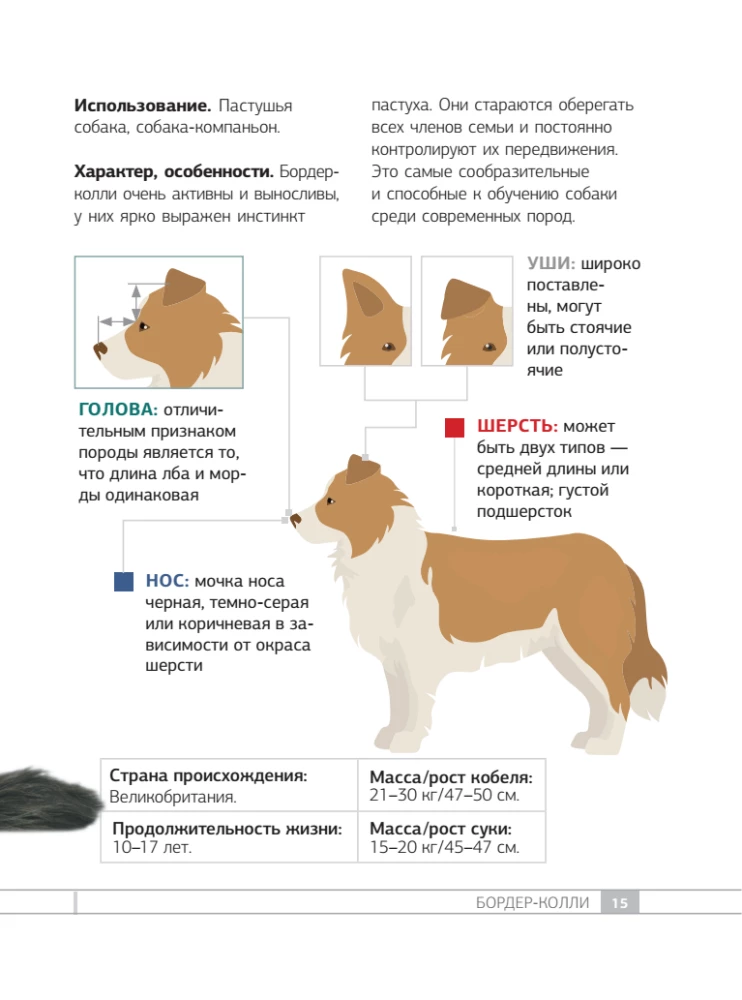Dogs. 80 Most Popular Breeds. Illustrated Guide
