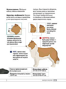 Dogs. 80 Most Popular Breeds. Illustrated Guide