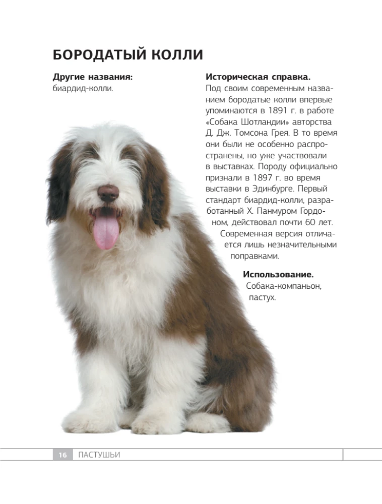 Dogs. 80 Most Popular Breeds. Illustrated Guide