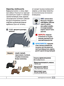 Dogs. 80 Most Popular Breeds. Illustrated Guide