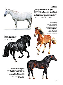 Horses
