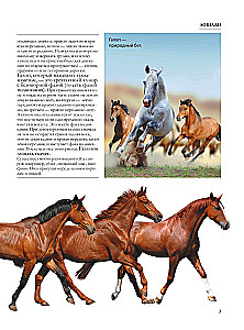 Horses