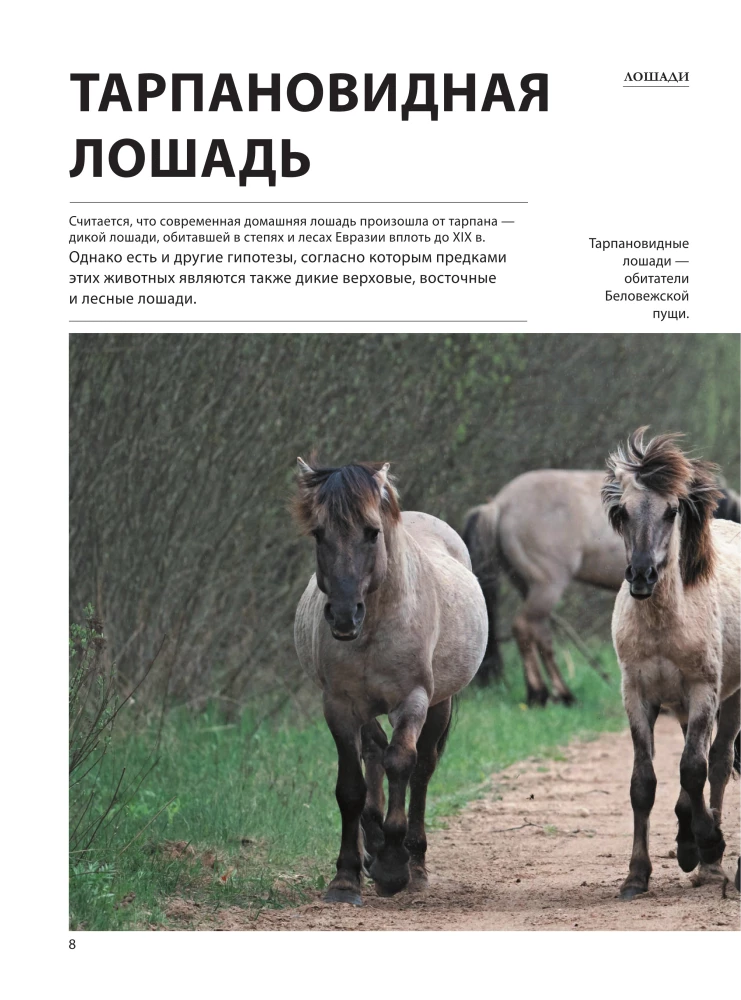 Horses