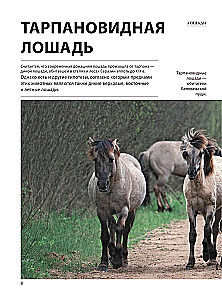Horses