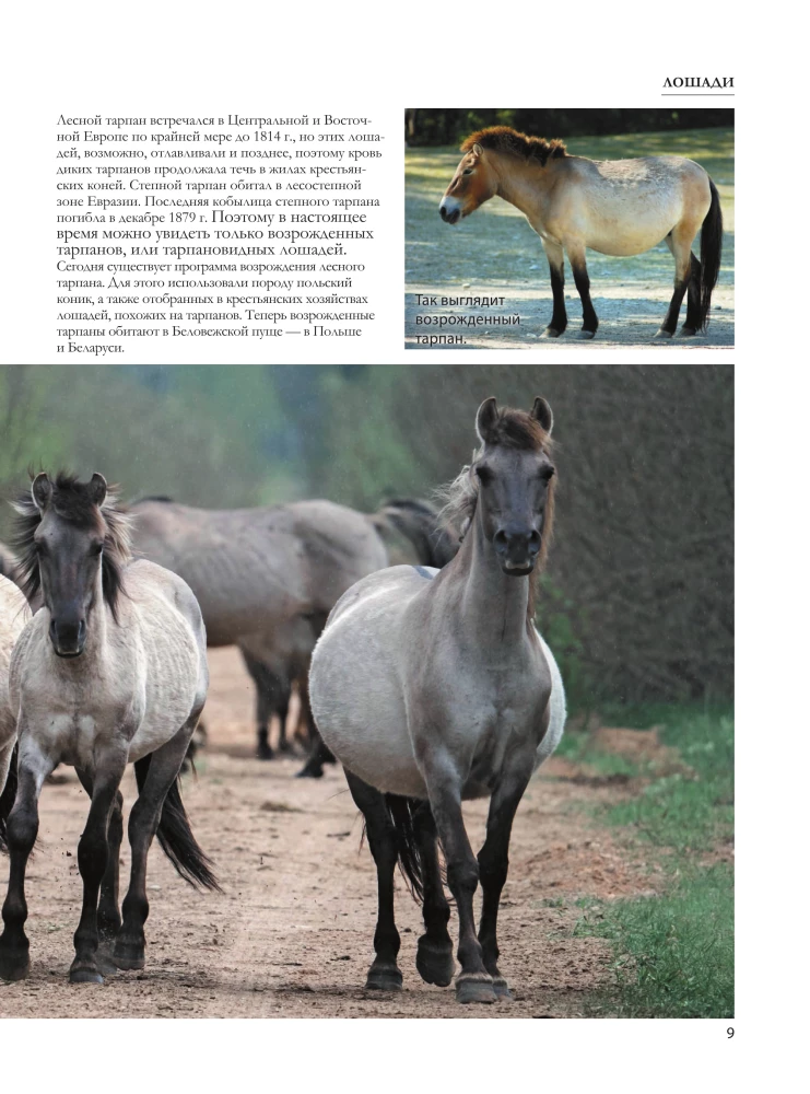 Horses