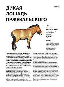 Horses