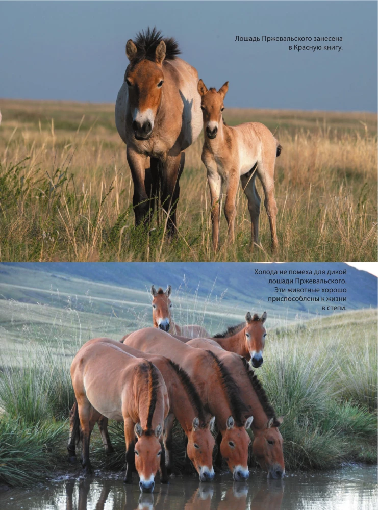 Horses